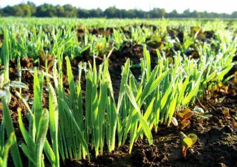 Ступінь розвитку ярих рослин в Україні в цілому задовільний Рис.1