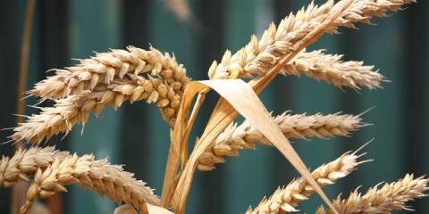 Україна експортувала 95% від запланованого обсягу пшениці Рис.1