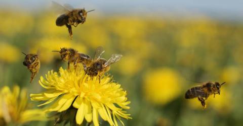 В Україні розробили систему захисту пасік від хвороб та отруєнь бджіл Рис.1