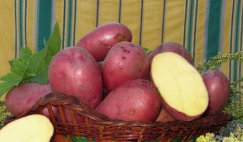 Вчені шукають стійкість картоплі у її диких предків Рис.1