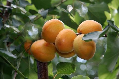 Заморозки на Закарпатті знищили врожай ранніх абрикосів та персиків Рис.1