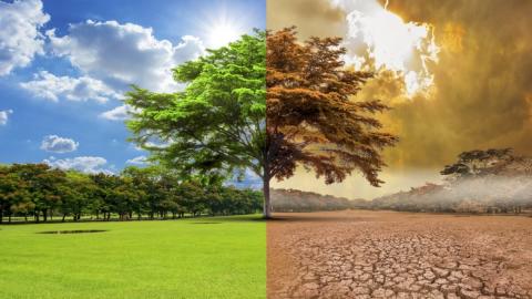 Зміни клімату зроблять дерева менше і змусить вмирати молодими Рис.1
