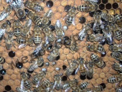 Бджоли-чистильники відрізнялися міцним імунітетом Рис.1