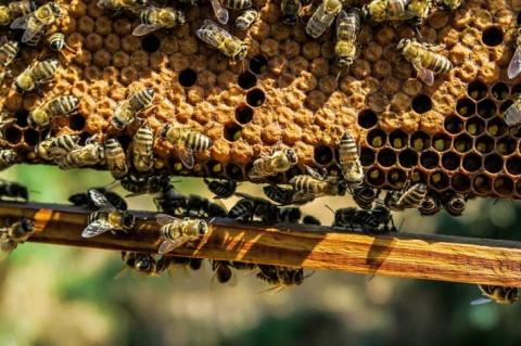 Нардепи пропонують ввести кримінальну відповідальність за знищення бджіл Рис.1