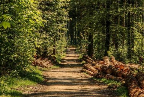 Рада ухвалила закон про проведення інвентаризації українських лісів Рис.1
