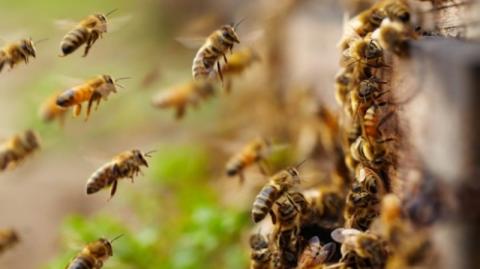 Регіон у Хорватії оголосили зоною стихійного лиха через отруєння 50 млн бджіл Рис.1