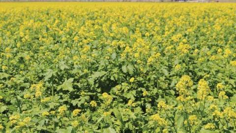 Рясні дощі допомагають рости українському органічному “санітару” ґрунтів Рис.1