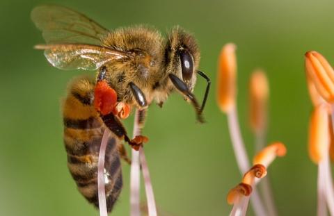 Стало відомо від чого насправді гинуть українські бджоли Рис.1