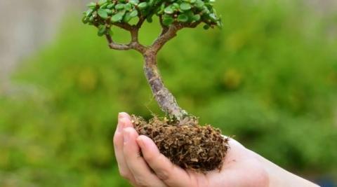 Тиск і ауксин допомогли коріння рослин залікувати рани Рис.1