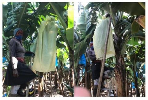У Південній Африці тестують біорозкладні пакети для захисту грон бананів Рис.1