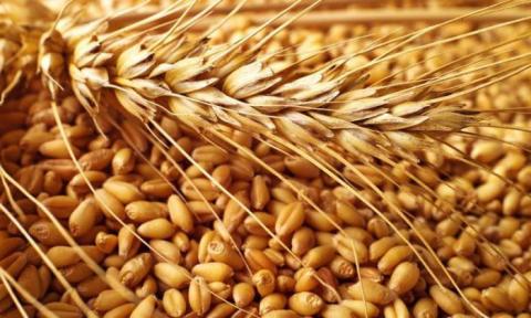 Україна змінює стандарти на пшеницю Рис.1