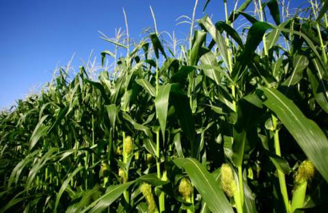 В A.G.R. Group посіви кукурудзи розвиваються з незначним запізненням Рис.1