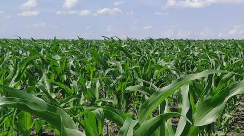 Важливість забезпеченості кукурудзи цинком в сезоні-2020 - Укравіт Рис.1