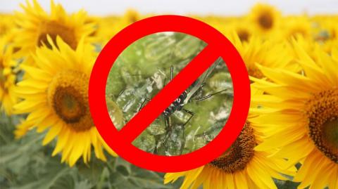 Вчені - втрати врожаю соняшника від геліхризової попелиці можуть сягнути 70% Рис.1