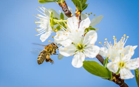 Американські бджолярі заробляють $700 млн щорічно Рис.1