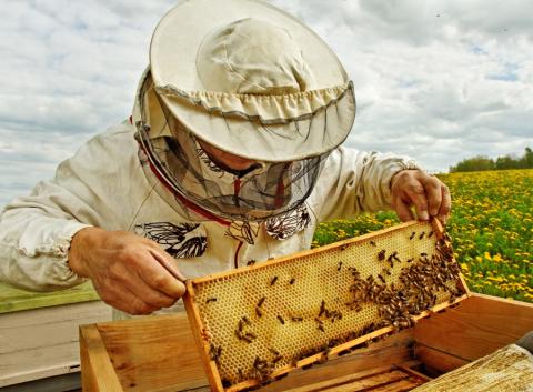 Бджолярі України прогнозують кращу рентабельність пасіки цьогоріч Рис.1