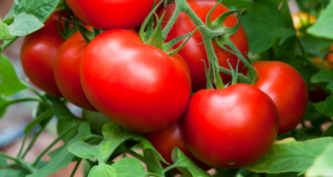 Дешевше за огірки: ціни на помідори суттєво впали Рис.1
