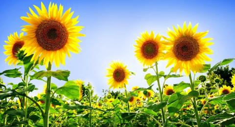 Ефективний захист соняшника та кукурудзи від шкідників - Укравіт Рис.1