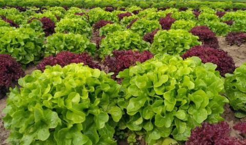 ФГ «Пан Білан» вирощує 22 види салатів одночасно Рис.1