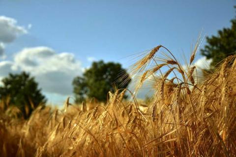 KSG Agro підвищив урожайність ранніх зернових культур Рис.1