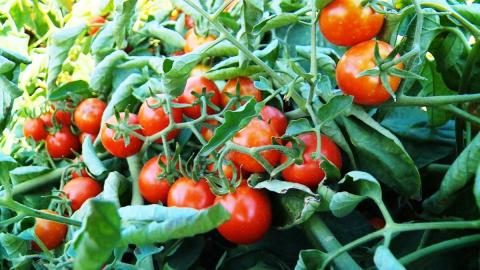 Китайську помідорну індустрію накрило спалахом плямистого в'янення томатів Рис.1