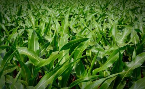 Надійне рішення проти шкідників кукурудзи - Укравіт Рис.1