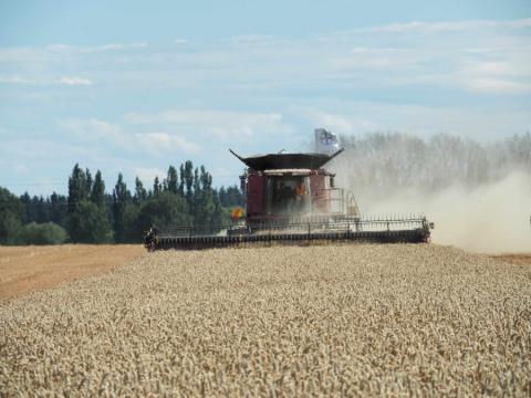 Новозеландський фермер встановив світовий рекорд врожайності пшениці Рис.1