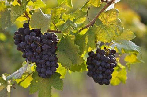 У Мінекономіки розпочне роботу міжвідомча робоча група з розвитку виноградарства та виноробства Рис.1