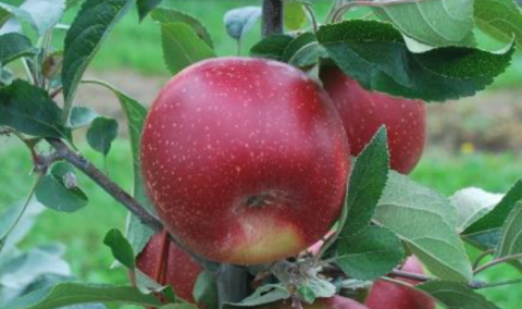 У Новій Зеландії вивели яблуні, адаптовані до спеки і посухи Рис.1