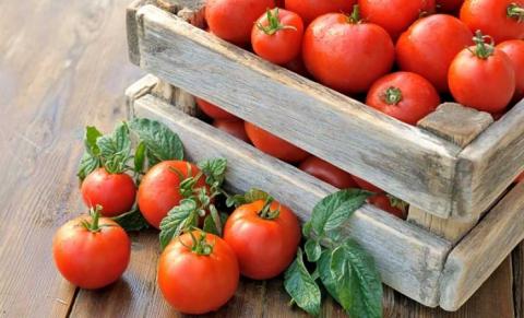 Українські виробники томатів сподіваються на підвищення безмитних квот Рис.1
