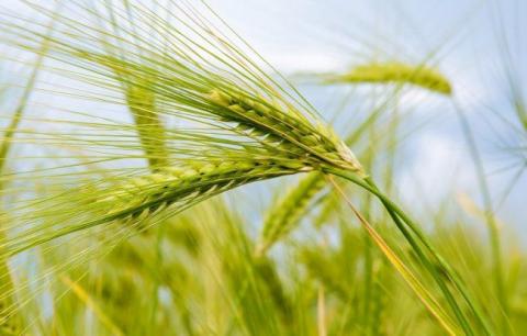 В ALFA Smart Agro розповіли, як через форвардні контракти вигідно реалізувати урожай Рис.1