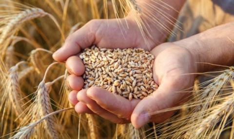 В Україні виробники пшениці призупиняють продажі зерна нового врожаю Рис.1