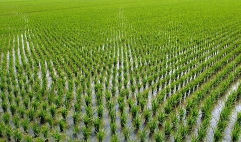 Вчені знайшли спосіб покращити урожайність рису без використання фунгіцидів Рис.1