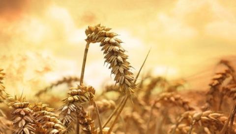 Врожаї у східних та центральних областях дозволять компенсувати недобір зерна на півдні країни — думка Рис.1