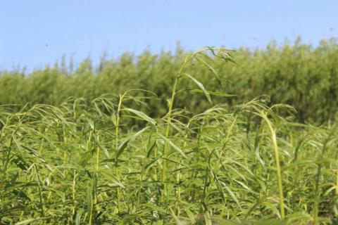 Держенергоефективності розробило законопроект щодо вирощування енергетичних рослин Рис.1