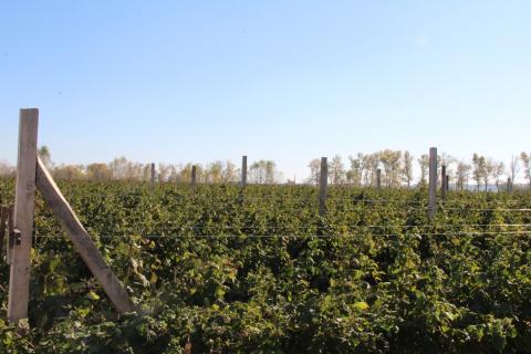 На Полтавщині заснували найбільший у країні органічний малинник Рис.1