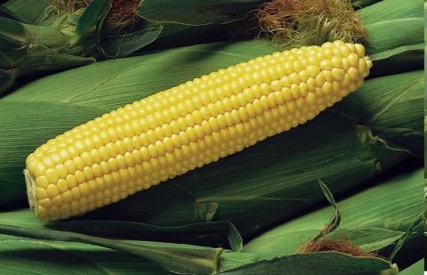 Рентабельність вирощування солодкої кукурудзи в Україні може сягати 400% Рис.1