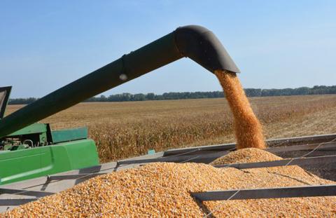 У Grain Alliance задоволені результатами збирання ранніх зернових Рис.1