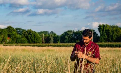 У США зареєстровано перший у світі комерційний проміжний продовольчий сорт пшениці Рис.1