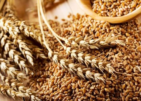 Україна відправила на експорт 3,2 млн тонн зернових нового врожаю Рис.1