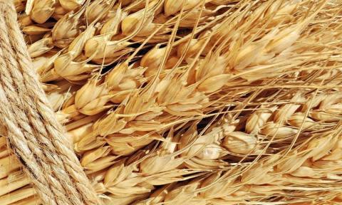 Україна зайняла друге місце в світі з експорту зерна Рис.1