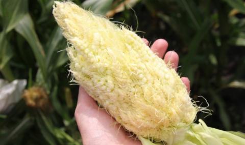 Українські науковці вивели першу у світі суперцукрову колоскову кукурудзу Рис.1