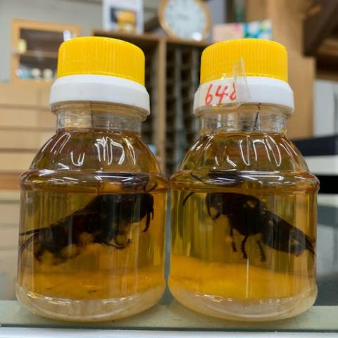 Український пасічник створив «мед з сюрпризом» за японською технологією Рис.1