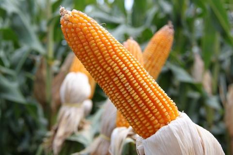 УЗА знизила прогноз врожаю кукурудзи Рис.1