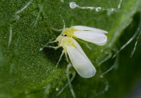 Вірус жовтої кучерявості листя томата пошкодив мозок комахам заради власної вигоди - вчені Рис.1