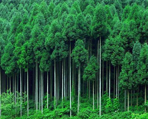 Японія прагне вирощувати енергетичні лісові плантації для електростанцій Рис.1