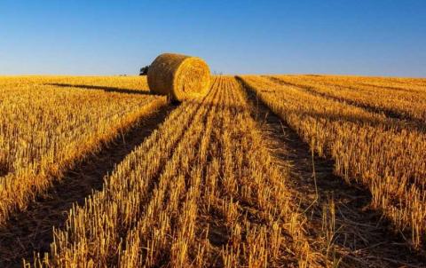 Жнива-2020: аграрії Івано-Франківщини завершили збирання ранніх зернових Рис.1