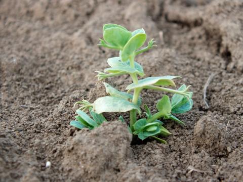 Другий рік поспіль в Україні зберігається негативна рентабельність вирощування гороху Рис.1