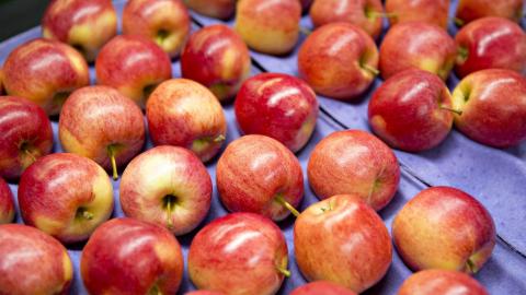 ФГ «Гадз» планує експортувати понад 50% врожаю яблук Рис.1
