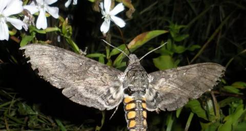 Метеликів навчили запилювати навіть отруйні квіти, - вчені Рис.1
